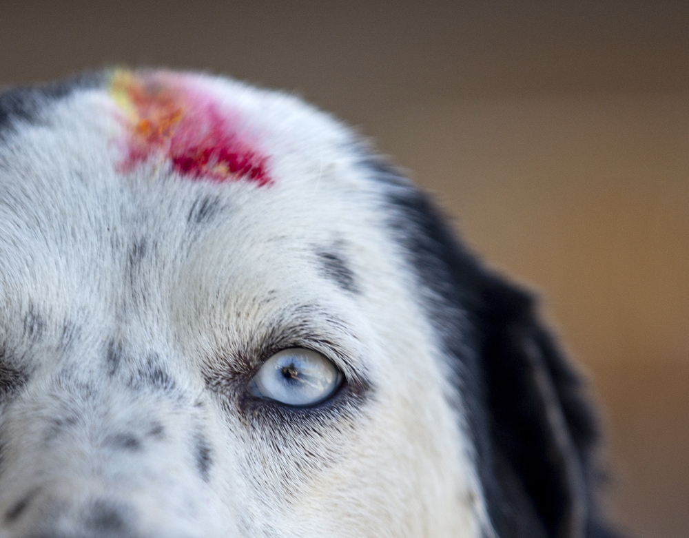 Dog Worship day during Diwali Festival  / NARENDRA SHRESTHA