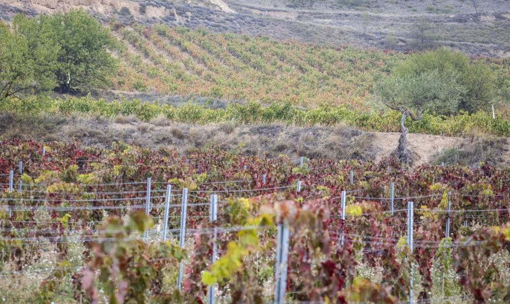 Imagen de viñedos de Rioja.