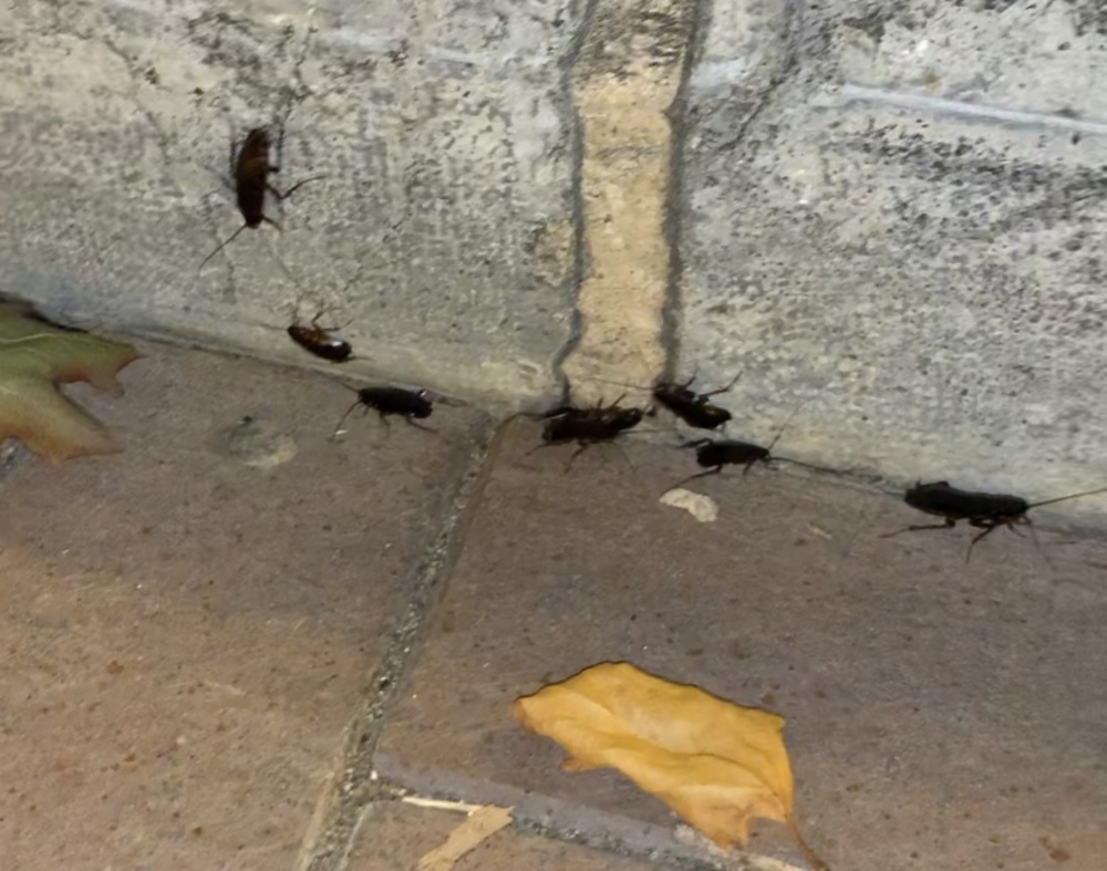 La plaga de cucarachas en El Espolón persiste