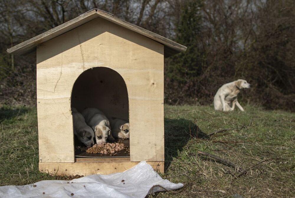 Turkish entrepeneur lives with dozens of animals  / ERDEM SAHIN