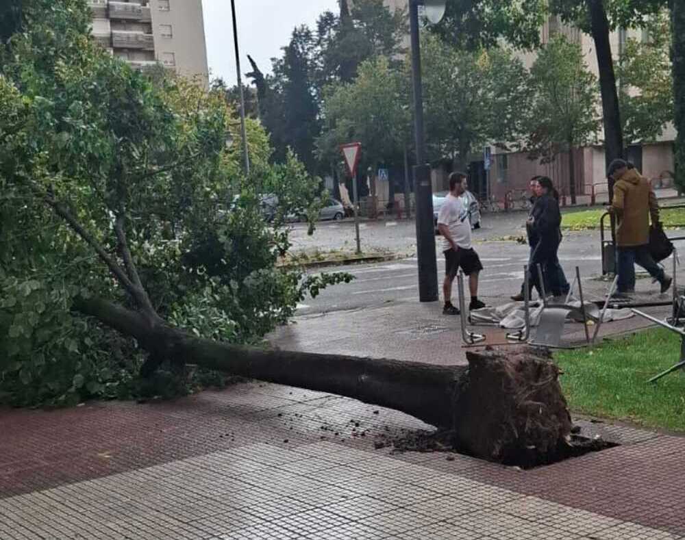 Un tilo abatido por el fuerte viento en la esquina de la avenida Solidaridad con la calle Eliseo Pinedo.