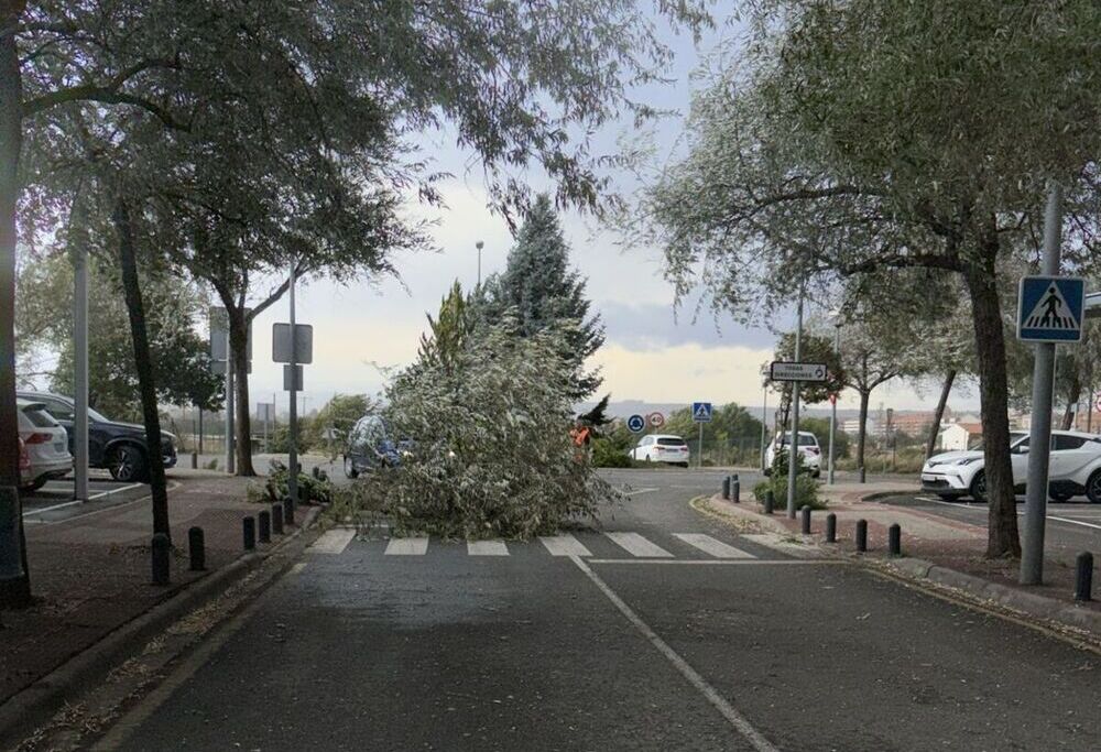 Árbol caído en la zona del aparcamiento del hospital San Pedro. 