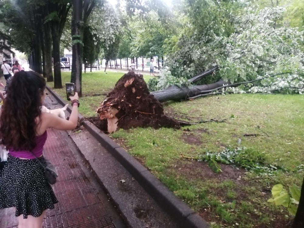 Un enorme tilo, abatido de raíz por las rachas huracanadas en la Plaza de los Tilos, en el barrio de Lobete. 