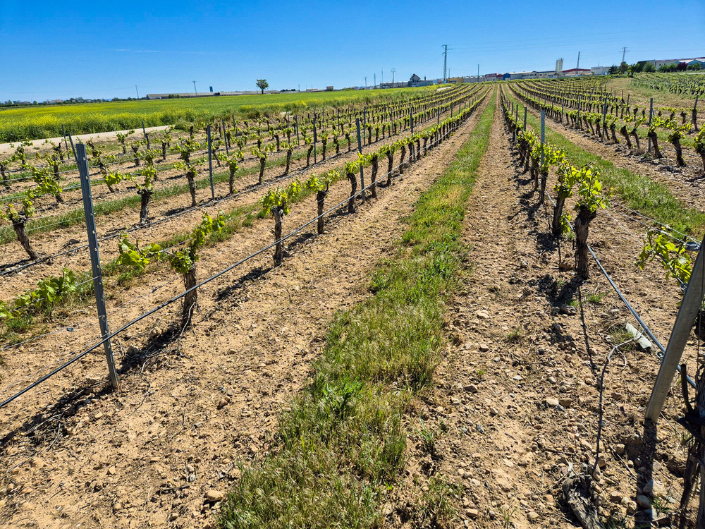 Cubierta vegetal contra el cambio climático