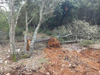 Ecologistas acusa al Gobierno regional de 'arrasar' bosques