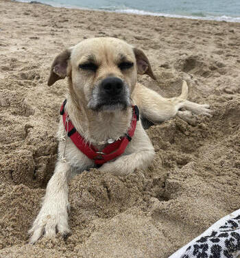 ¿Perros en las playas?