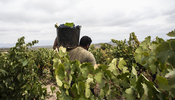 El Gobierno controlará las operaciones de compraventa de uva