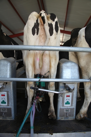 Los márgenes del vacuno de leche se estabilizan