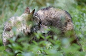 Bruselas evalúa la rebaja en la protección del lobo