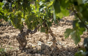 La ayuda por destilar garantizan precios a 7.000 viticultores