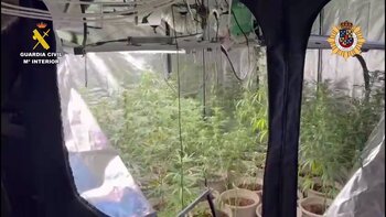 Desmantelan un cultivo indoor de 'maría' en una casa ocupada