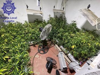 Incautan 395 plantas de marihuana en un cobertizo de Logroño