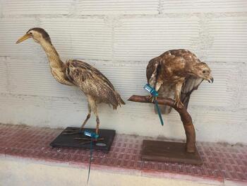 Requisan 2 taxidermias de fauna protegida en Logroño