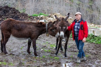 De la estirpe de Platero