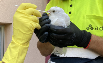El CIBIR detecta palomas en Logroño con coronavirus aviar