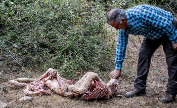 La Rioja probará un método contra ataques de lobo por el olor