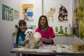 El registro de animales pequeños pasará a los veterinarios