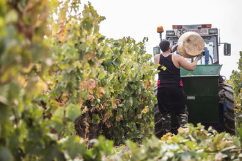 UAGR alerta sobre bodegas que pagan por debajo de costes