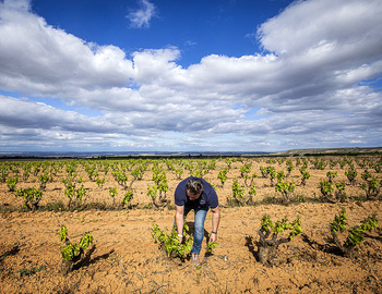 La crisis lleva al campo a mirar el arranque como ineludible