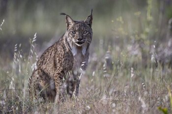 Amigos de la Tierra busca reintroducir el lince en La Rioja