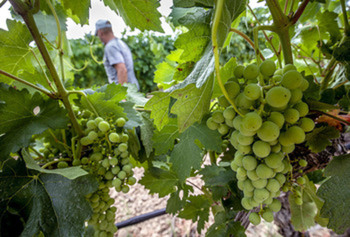 La DOCa Rioja empieza a vendimiar el miércoles en Aldeanueva