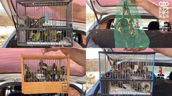 Denunciado en Calahorra por intentar 37 vender aves cantoras