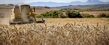 Crece la producción del cereal, pero con una cosecha corta